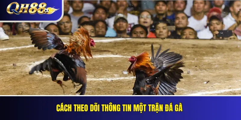 Đá Gà QH88 – Loại Kèo, Quy Tắc Và Cách Theo Dõi 2 Cách theo dõi thông tin một trận đá gà
