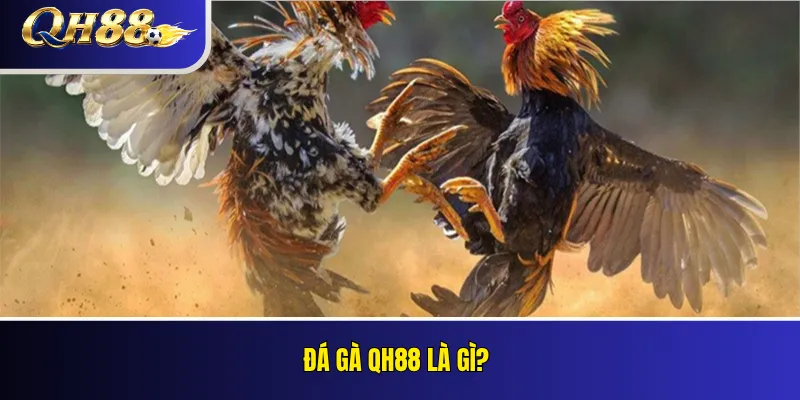 Đá Gà QH88 – Loại Kèo, Quy Tắc Và Cách Theo Dõi 1 Đá gà QH88 là gì?